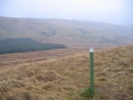 The northern end of Bute in the rain - boggy moorland and forest