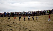 Every year a few juniors are sacrificed by being sent first into the bog so the main herd can trample them down and use as stepping stones