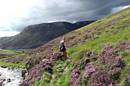 The heather is beginning to bloom