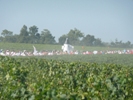 The field winds through the vineyards